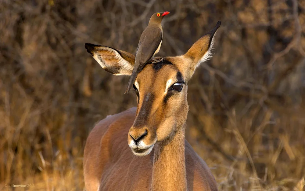 Antelope Impala