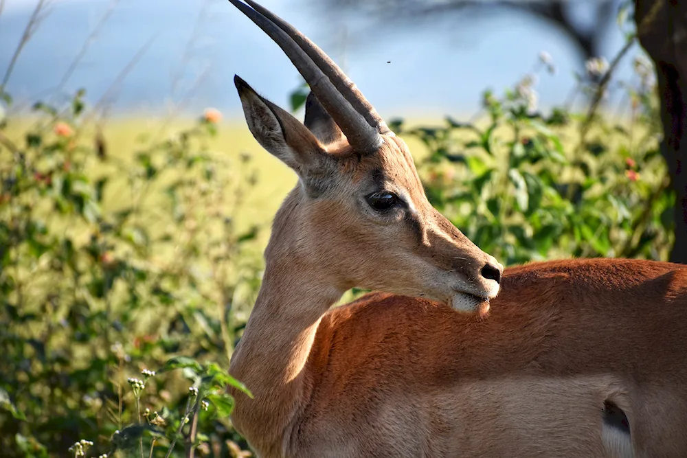 Antilope gerenuk