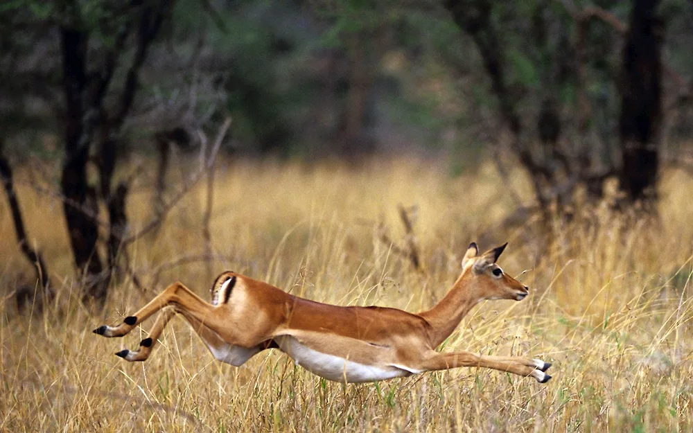 Antilope Mongolian Antelope Dzeren