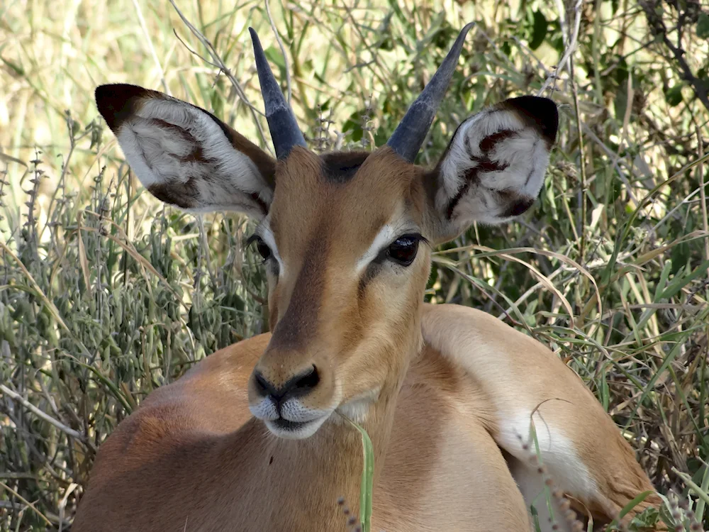 Antelope Springbok