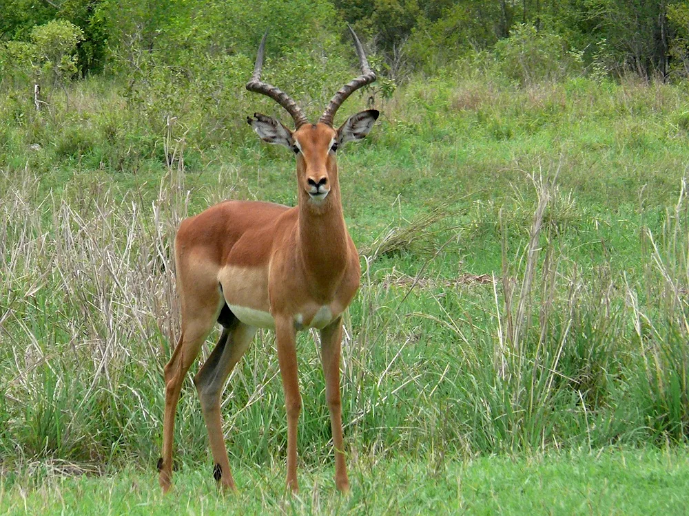 Antilope impala