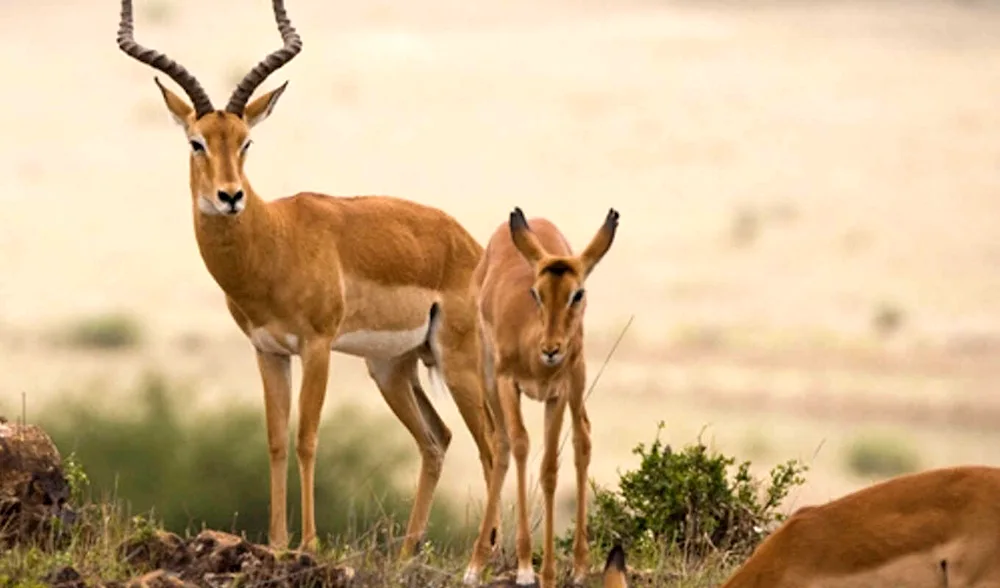 Antelope saiga