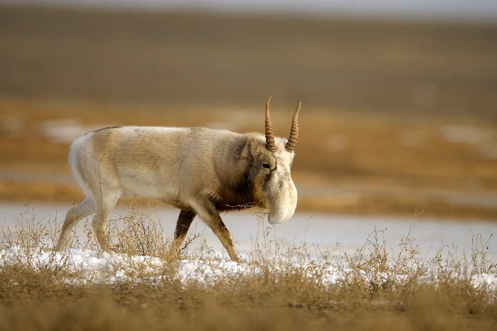 Saiga Antelope Saiga