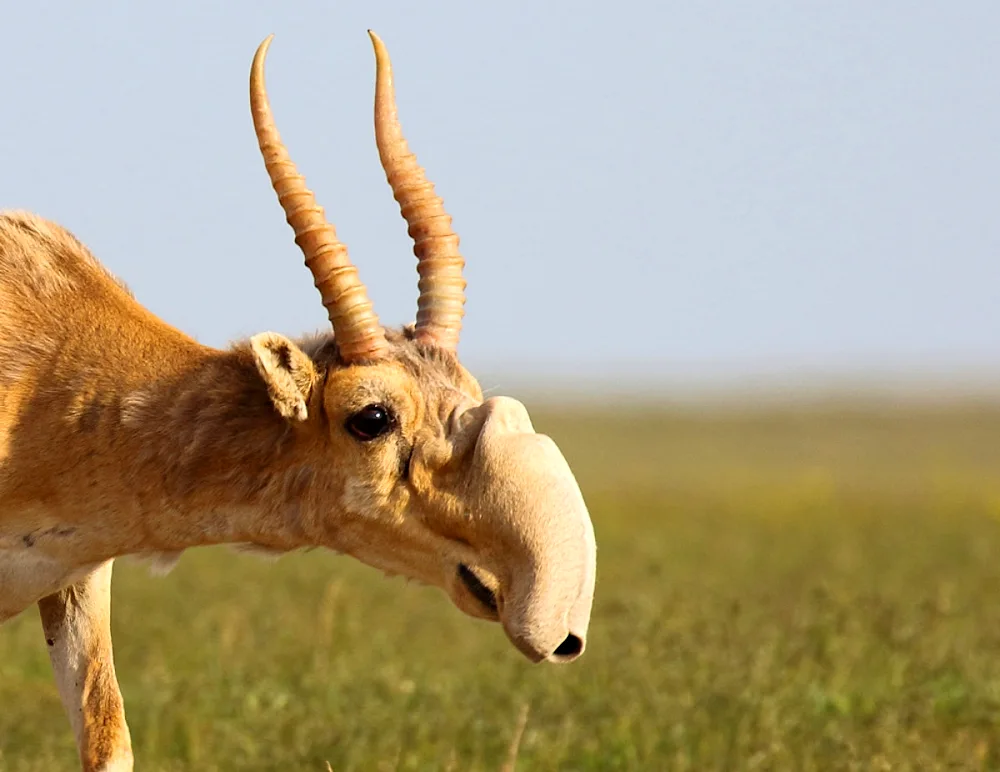 Saiga antelope Saiga