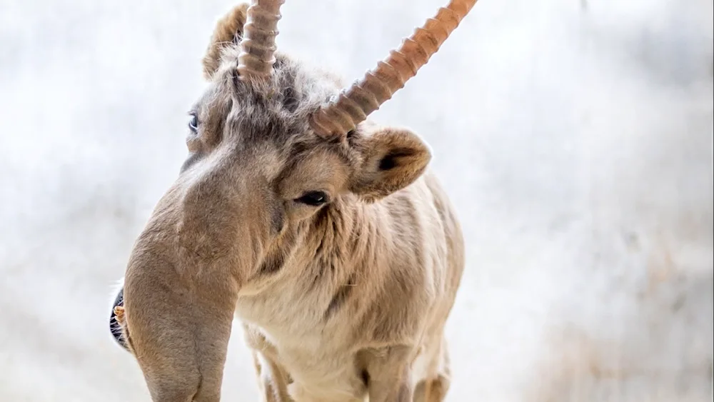 Astrakhan Steppe Saiga