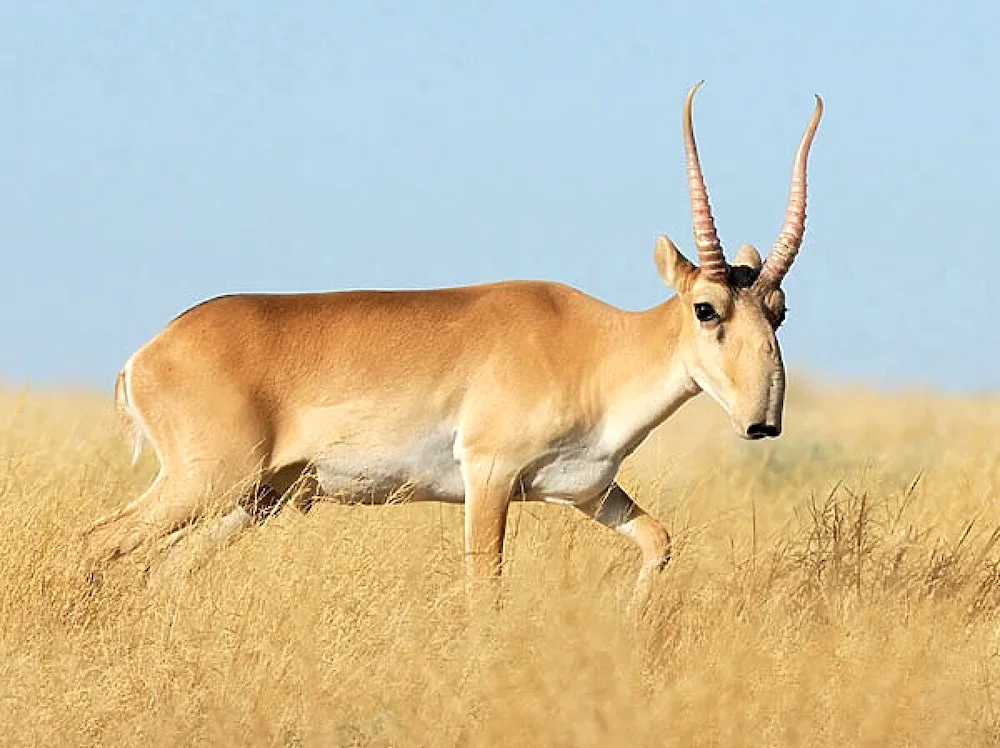 Saiga Saiga