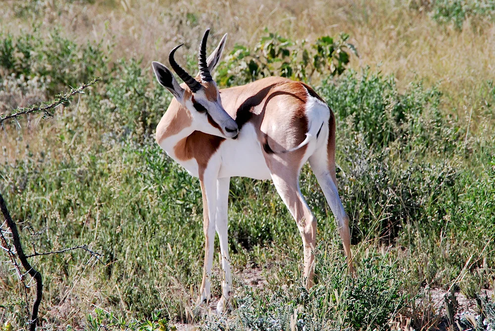 Antelope Jeyran