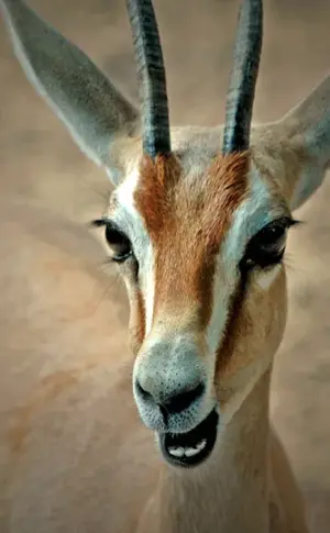 Antelope Springbok Impala