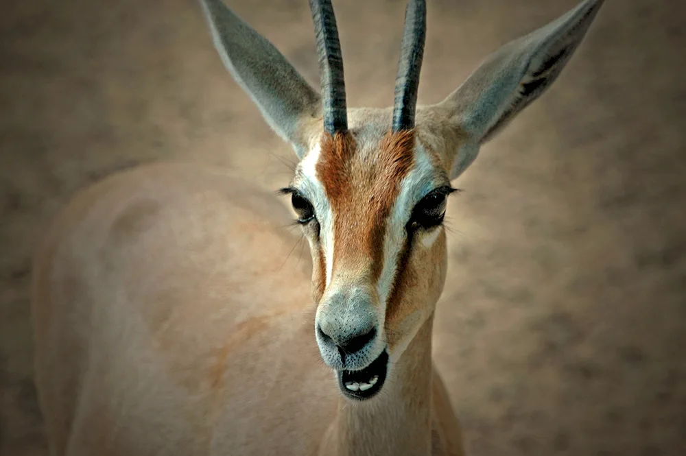 Antelope Springbok Impala