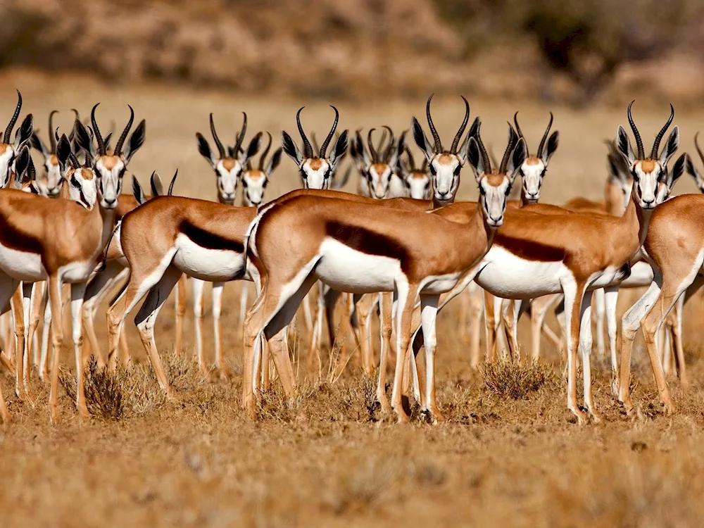 Antelope springbok impala