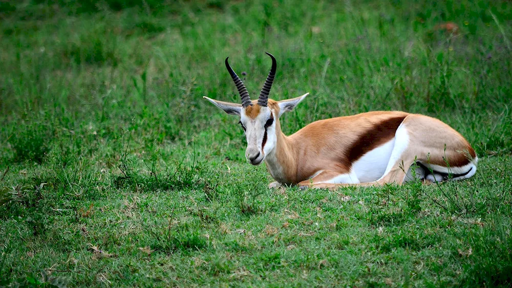 Whinhorn antelope