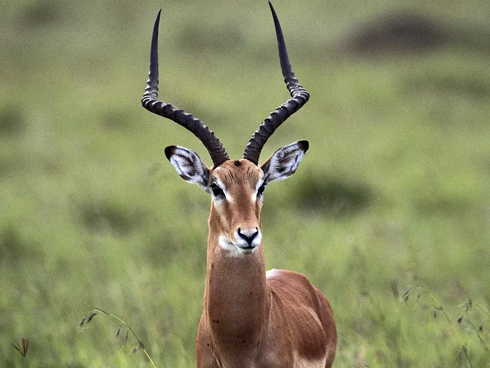 Antilope impala