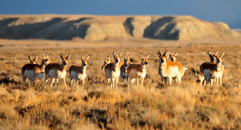 Antelope vilorog North America