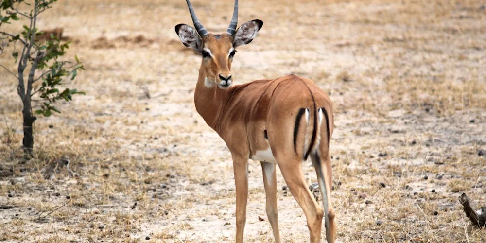 Antelope Springbok