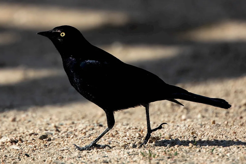 Black Thrush lat. Turdus Merula