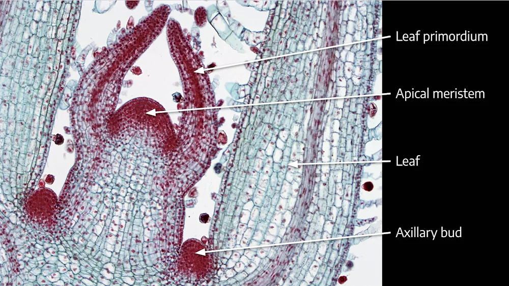 Plant tissue phloem