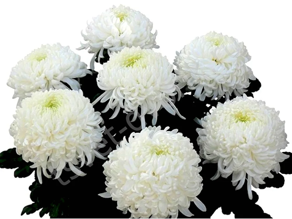 Chrysanthemum one-headed bouquet