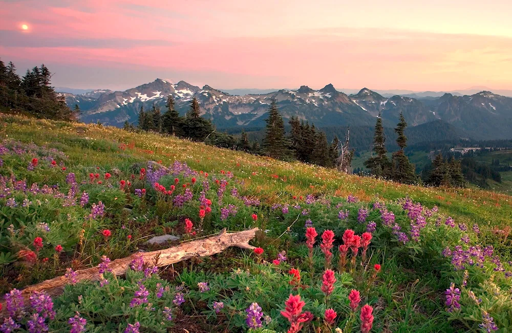 Appalachian meadows