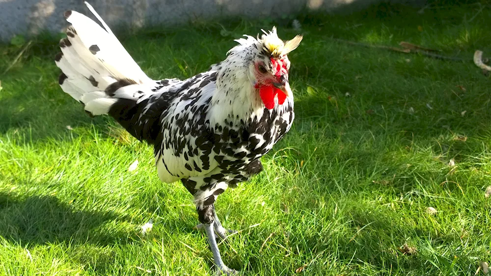 Russian Crested hens