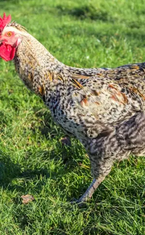 Appenzeller breed of hens