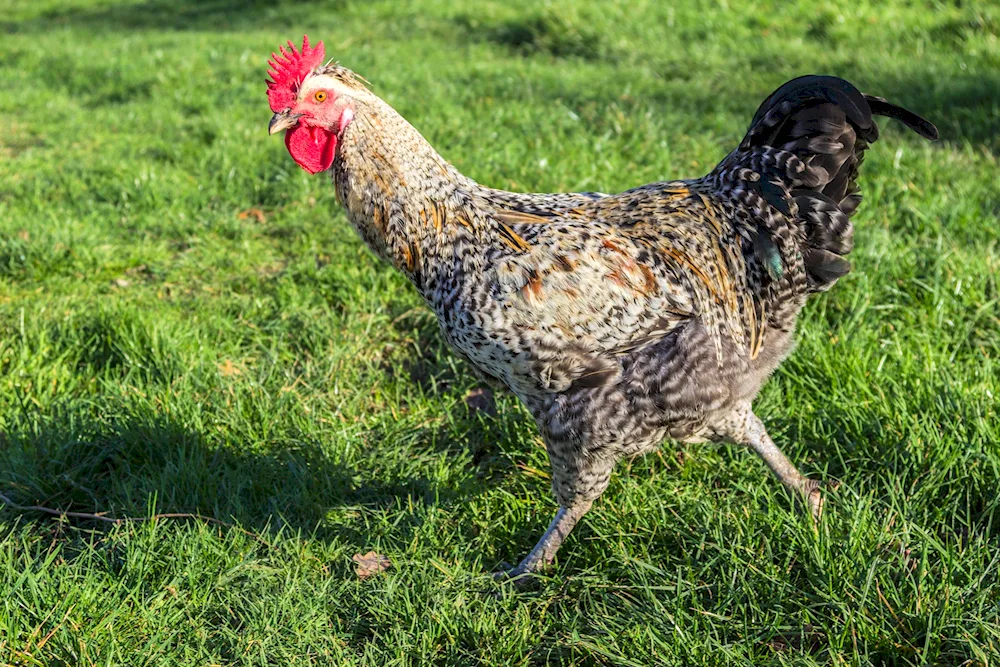 Appenzeller breed of hens