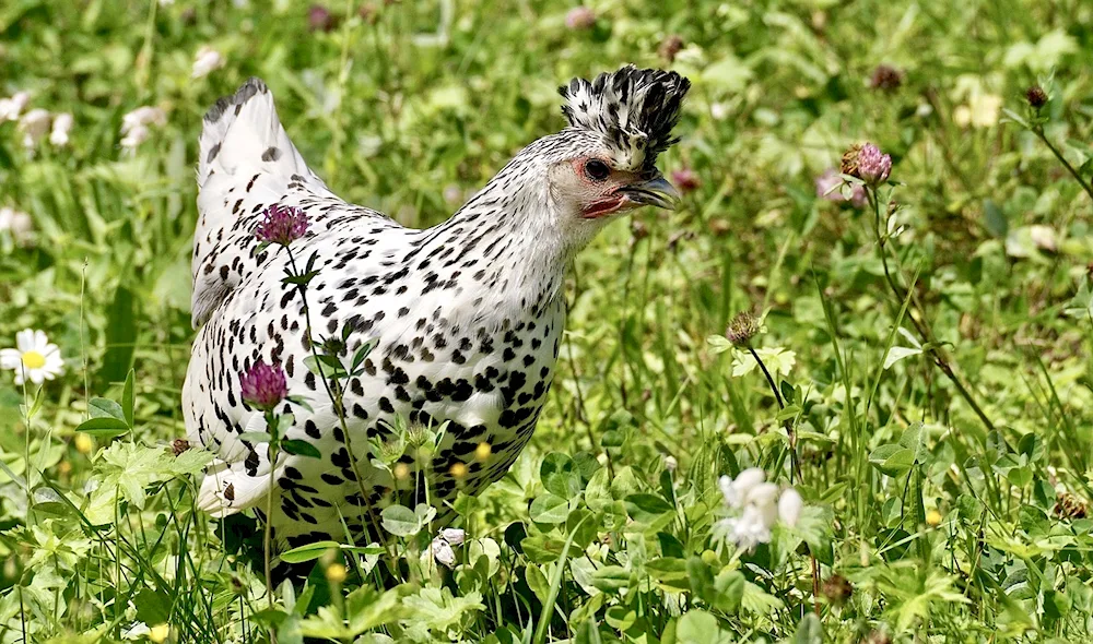 Viandot hens