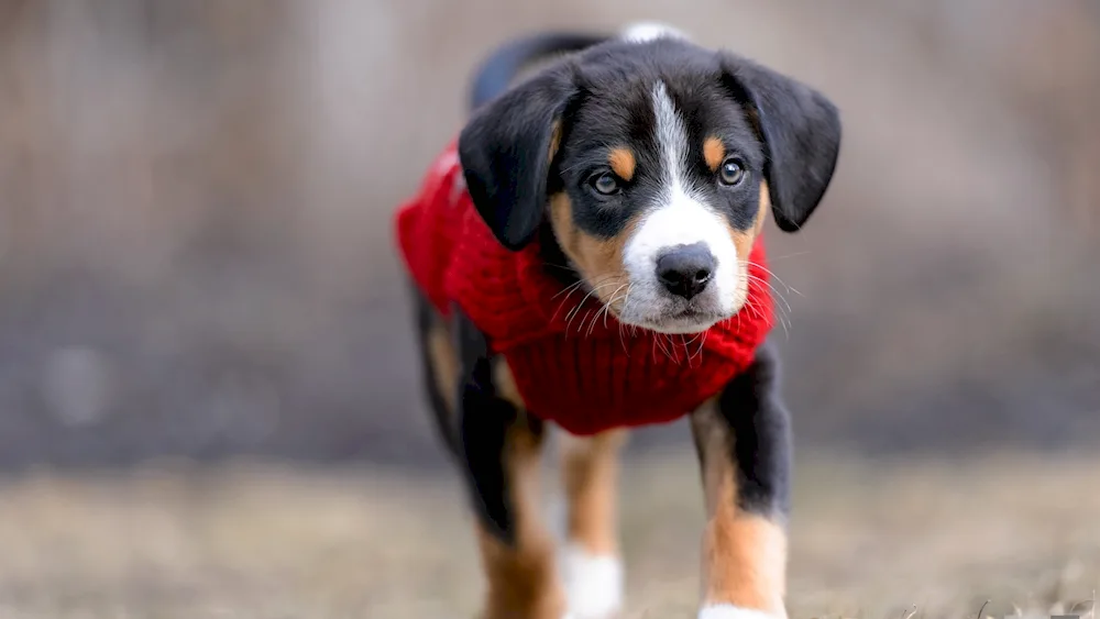 Appenzeller zennenhund