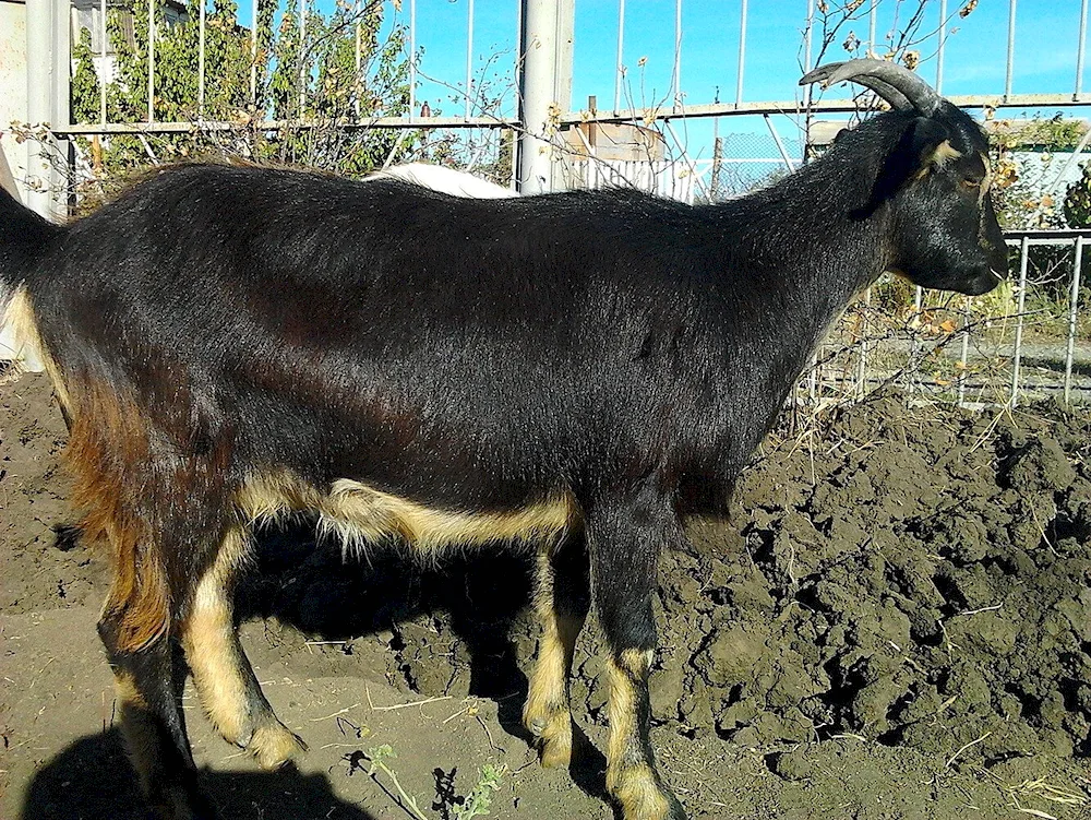 Pridon goat breed