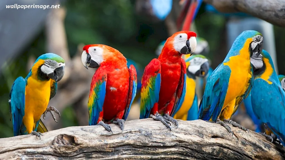 Ara parrot in the Zoo caged