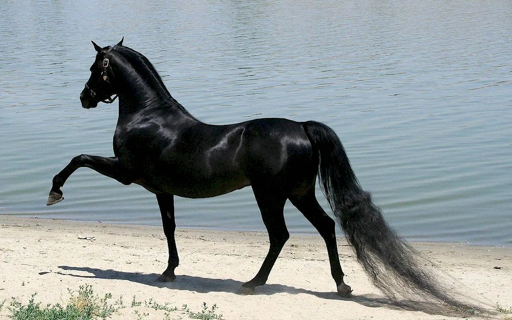 Arabian racehorse