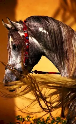 Arabian horse