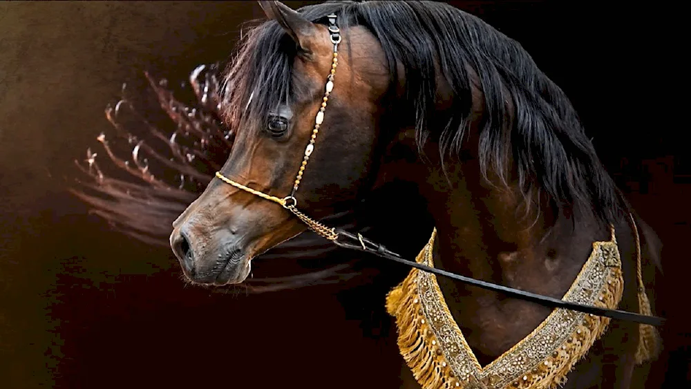 Arabian racehorse