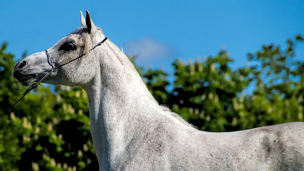 Hadban Arabian racehorse