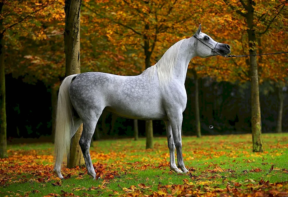 Arabian thoroughbred