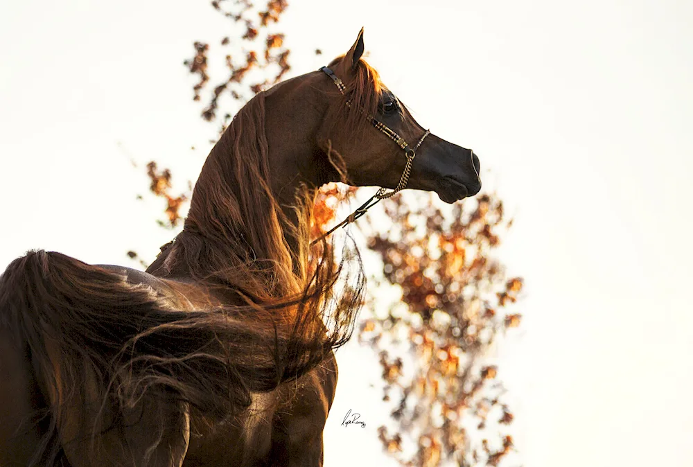 Arabian racehorse