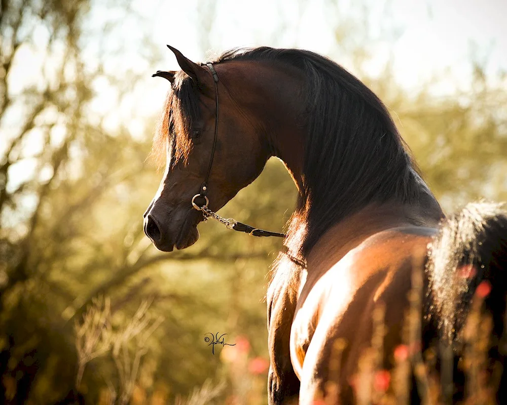 Arabian racehorse