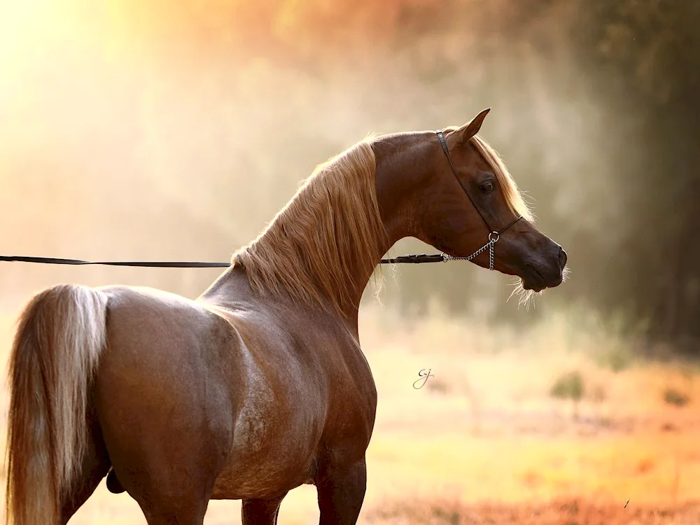 Arabian racehorse