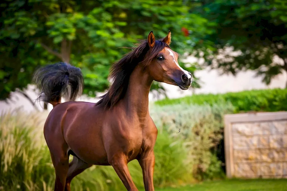 Arabian racehorse