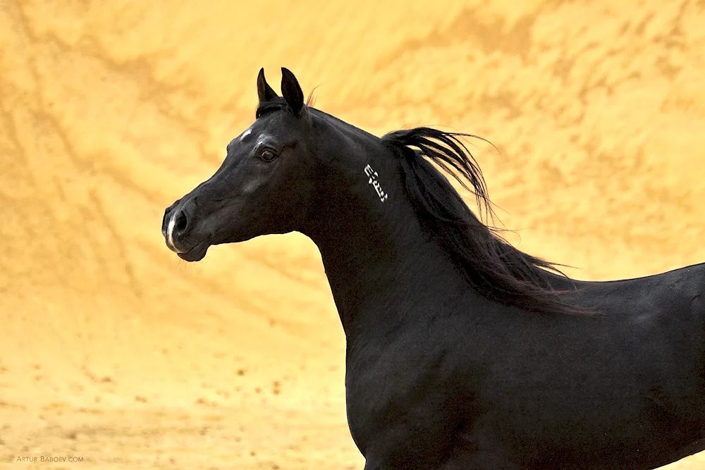 Arabian grey horse