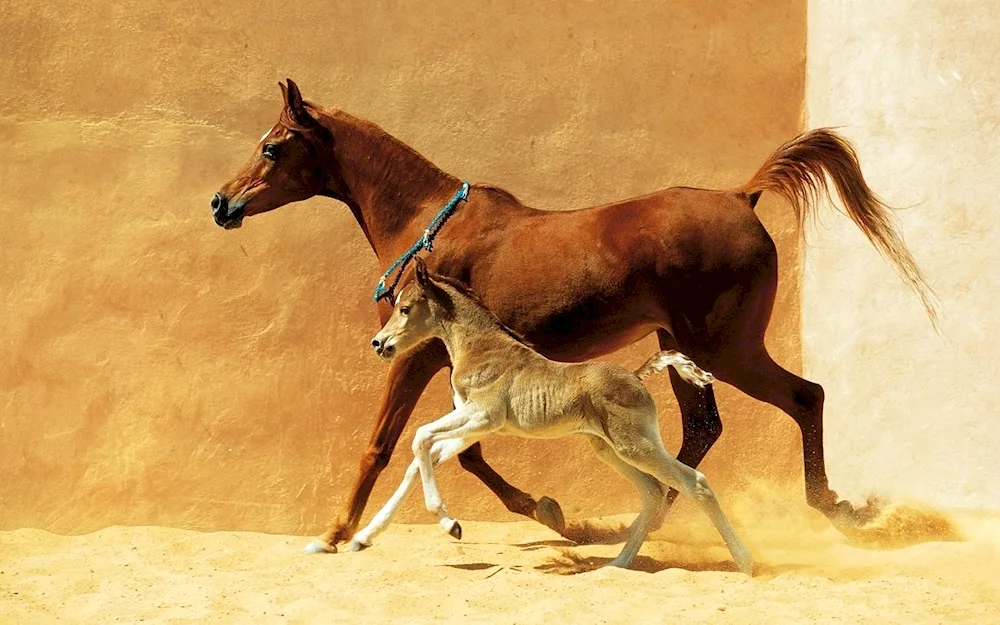 Arabian trotter