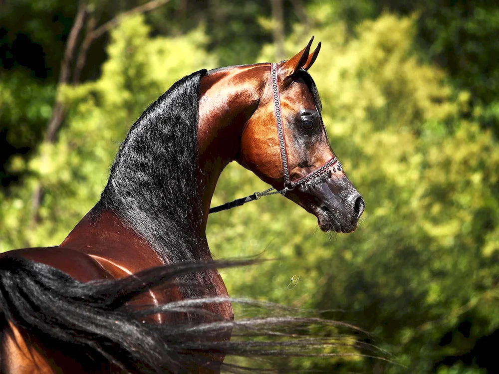 Arabian racehorse