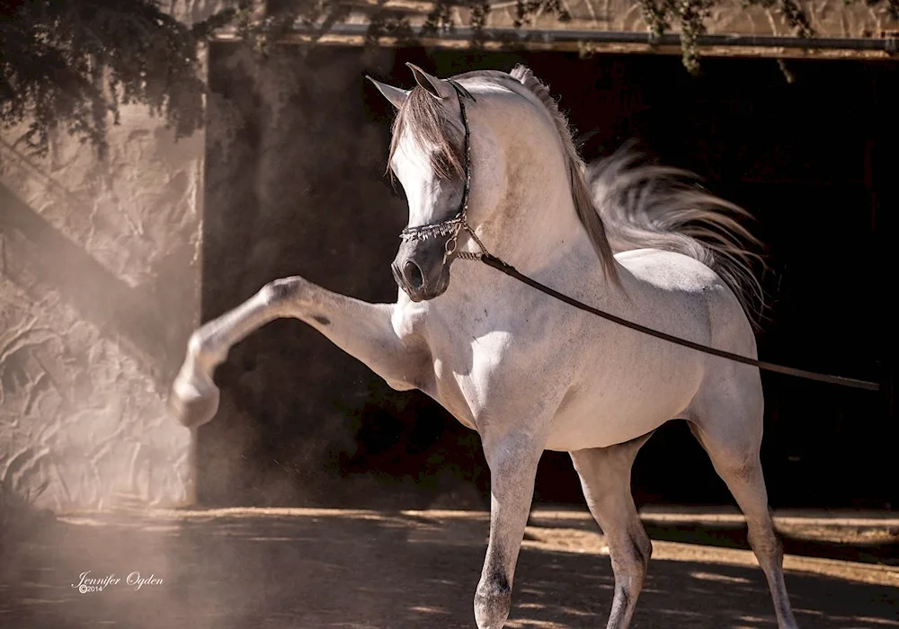 Crowned Arabian stallion