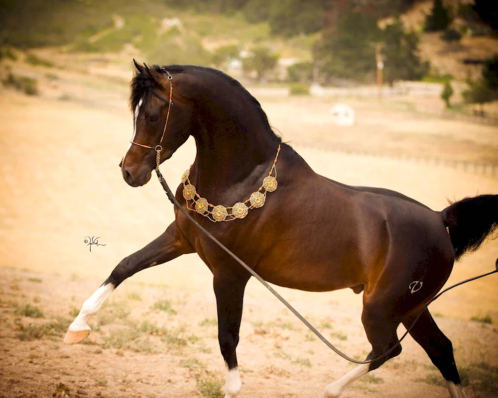 Arabian horse