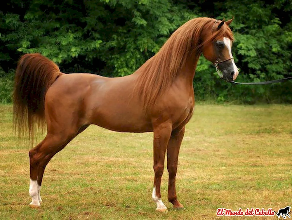 Arabian thoroughbred