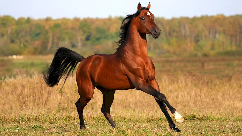 Arabian racehorseMustang