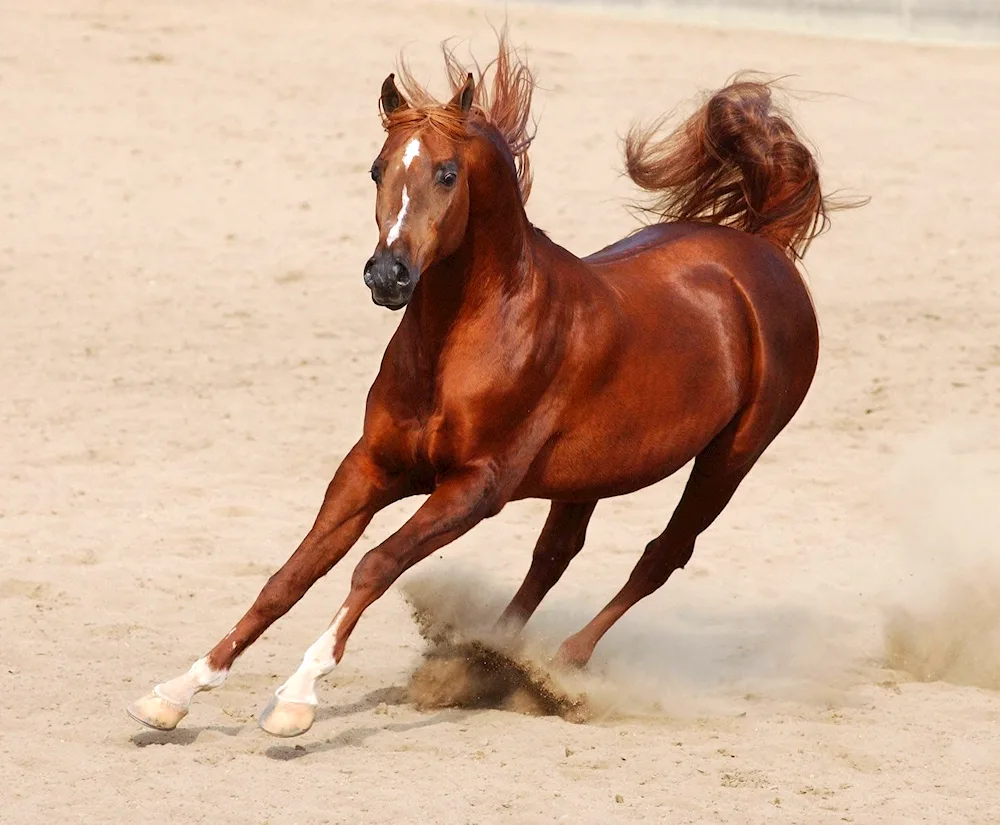 Bedouin racehorse