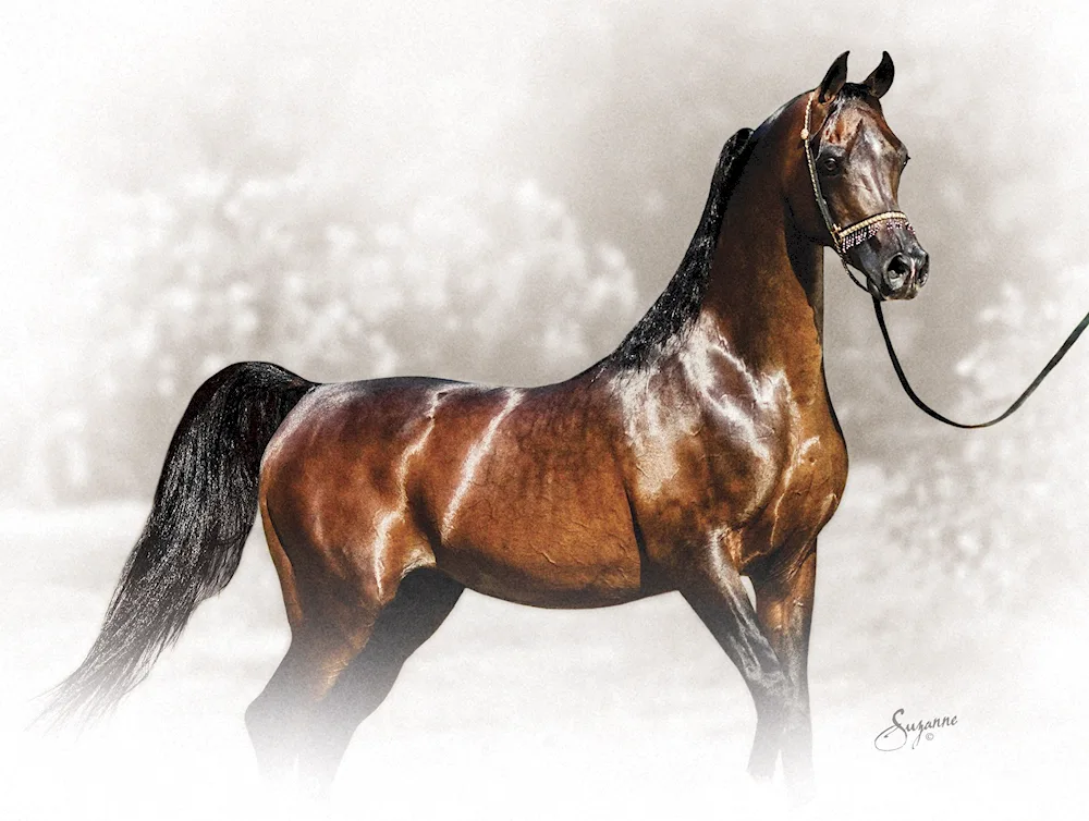 Arabian horse