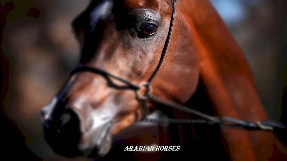 Arabian horse