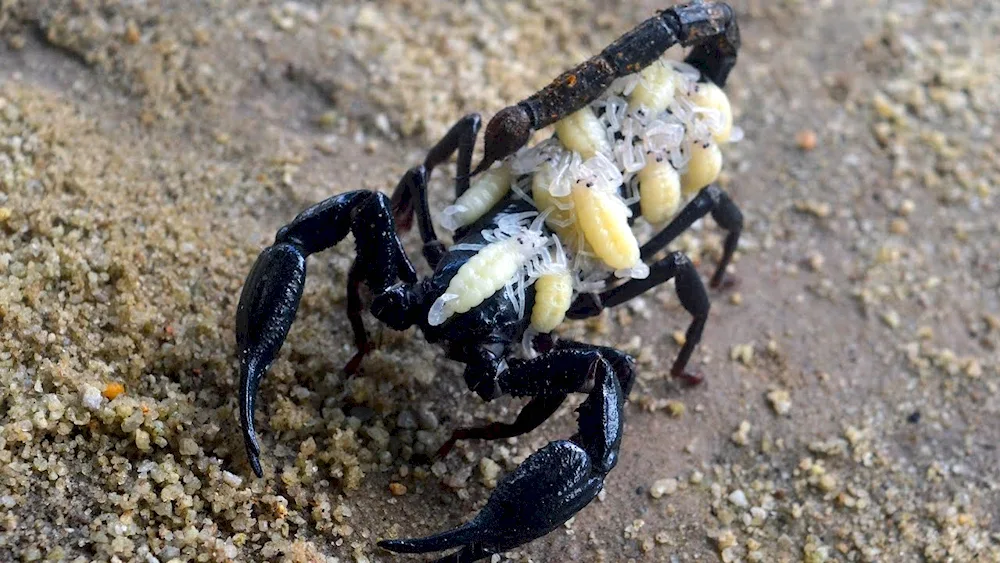 Arachnid Scorpion