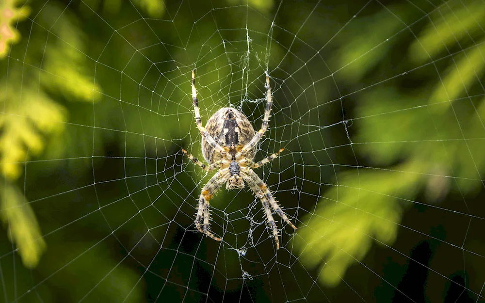 Tarantula spider